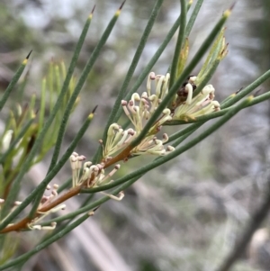 Hakea microcarpa at Adaminaby, NSW - 23 Nov 2023 10:18 AM