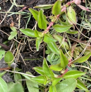 Ludwigia palustris at Adaminaby, NSW - 23 Nov 2023 10:11 AM