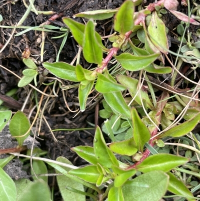 Ludwigia palustris (Marsh Purslane) at Adaminaby, NSW - 22 Nov 2023 by JaneR