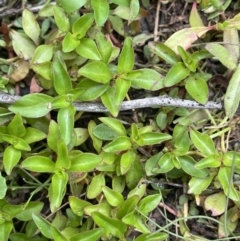 Ludwigia palustris at Adaminaby, NSW - 23 Nov 2023 10:11 AM