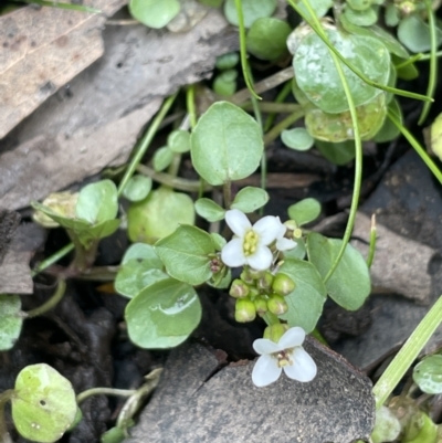 Rorippa nasturtium-aquaticum (Watercress) at Adaminaby, NSW - 23 Nov 2023 by JaneR