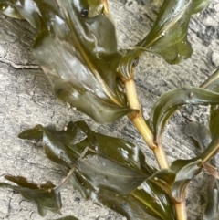 Potamogeton perfoliatus (Clasped Pondweed) at Adaminaby, NSW - 23 Nov 2023 by JaneR