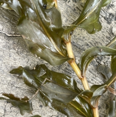 Potamogeton perfoliatus (Clasped Pondweed) at Adaminaby, NSW - 23 Nov 2023 by JaneR