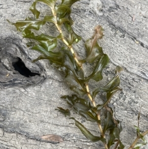 Potamogeton perfoliatus at Adaminaby, NSW - 23 Nov 2023