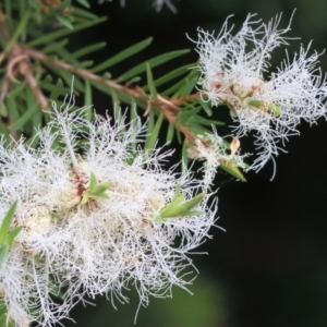 Melaleuca linariifolia at Belvoir Park - 24 Nov 2023