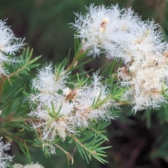 Melaleuca linariifolia at Belvoir Park - 24 Nov 2023