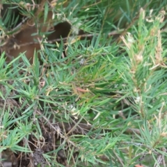 Melaleuca linariifolia at Belvoir Park - 24 Nov 2023 11:03 AM