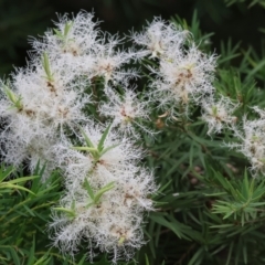 Melaleuca linariifolia at Belvoir Park - 24 Nov 2023