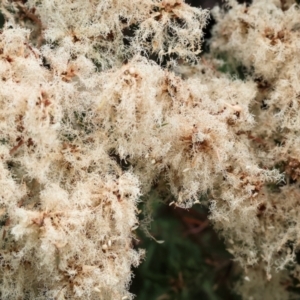 Melaleuca linariifolia at Belvoir Park - 24 Nov 2023