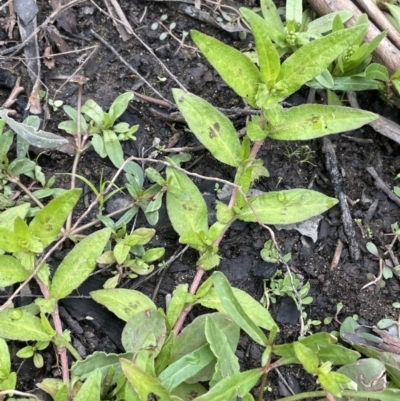 Persicaria prostrata (Creeping Knotweed) at Adaminaby, NSW - 23 Nov 2023 by JaneR