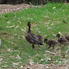 Chenonetta jubata at Belvoir Park - 24 Nov 2023 11:02 AM