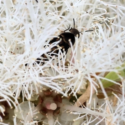 Mordellidae (family) (Unidentified pintail or tumbling flower beetle) at Wodonga - 24 Nov 2023 by KylieWaldon