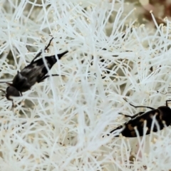 Mordellidae (family) at Belvoir Park - 24 Nov 2023 11:05 AM