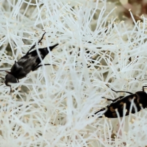 Mordellidae (family) at Belvoir Park - 24 Nov 2023