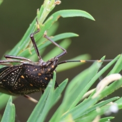 Unidentified Shield, Stink or Jewel Bug (Pentatomoidea) at Belvoir Park - 24 Nov 2023 by KylieWaldon