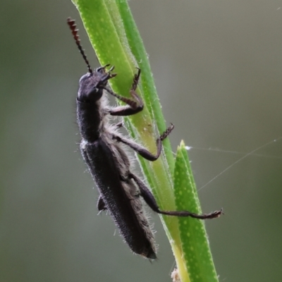 Eleale sp. (genus) (Clerid beetle) at Wodonga - 24 Nov 2023 by KylieWaldon