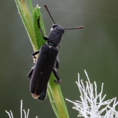 Eleale sp. (genus) at Belvoir Park - 24 Nov 2023