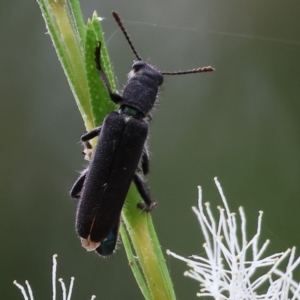 Eleale sp. (genus) at Belvoir Park - 24 Nov 2023 11:06 AM