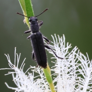 Eleale sp. (genus) at Belvoir Park - 24 Nov 2023 11:06 AM