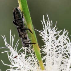 Eleale sp. (genus) at Belvoir Park - 24 Nov 2023 11:06 AM