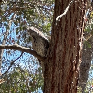 Podargus strigoides at Fyshwick, ACT - 6 Nov 2023 11:28 AM