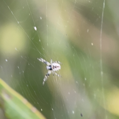 Unidentified Orb-weaving spider (several families) at Reid, ACT - 23 Nov 2023 by Hejor1