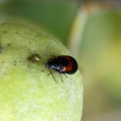 Monolepta minima (Leaf beetle) at Reid, ACT - 23 Nov 2023 by Hejor1