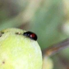 Monolepta minima at Reid, ACT - 23 Nov 2023