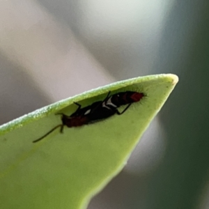 Staphylinidae (family) at Reid, ACT - 23 Nov 2023 05:22 PM