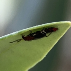 Staphylinidae (family) at Reid, ACT - 23 Nov 2023 05:22 PM