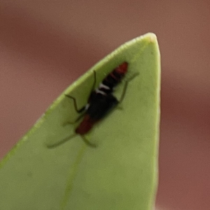 Staphylinidae (family) at Reid, ACT - 23 Nov 2023 05:22 PM