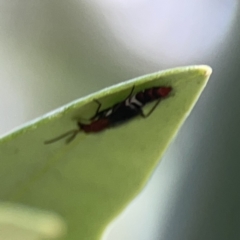 Staphylinidae (family) at Reid, ACT - 23 Nov 2023 05:22 PM