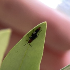 Staphylinidae (family) at Reid, ACT - 23 Nov 2023 05:22 PM