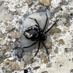 Euryopis splendens (Splendid tick spider) at Reid, ACT - 23 Nov 2023 by Hejor1