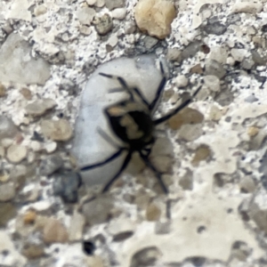 Euryopis splendens at Reid, ACT - 23 Nov 2023 05:15 PM