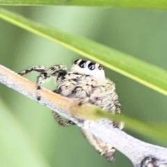 Opisthoncus sp. (genus) (Unidentified Opisthoncus jumping spider) at Reid, ACT - 23 Nov 2023 by Hejor1