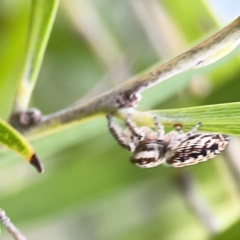 Opisthoncus sp. (genus) at Reid, ACT - 23 Nov 2023 05:30 PM