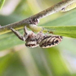 Opisthoncus sp. (genus) at Reid, ACT - 23 Nov 2023 05:30 PM