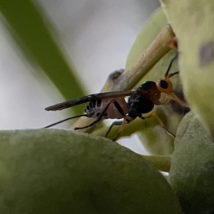 Braconidae (family) at Reid, ACT - 23 Nov 2023 05:26 PM