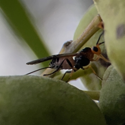 Braconidae (family) (Unidentified braconid wasp) at Reid, ACT - 23 Nov 2023 by Hejor1