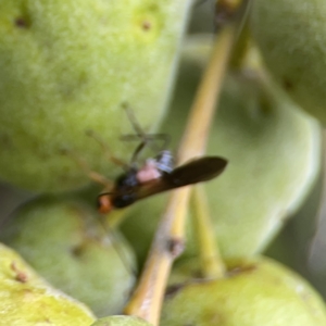 Braconidae (family) at Reid, ACT - 23 Nov 2023