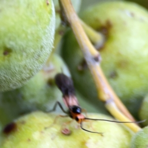 Braconidae (family) at Reid, ACT - 23 Nov 2023