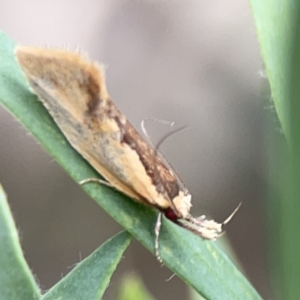 Thema (genus) at Reid, ACT - 23 Nov 2023