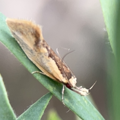 Thema (genus) (A Concealer moth) at Reid, ACT - 23 Nov 2023 by Hejor1