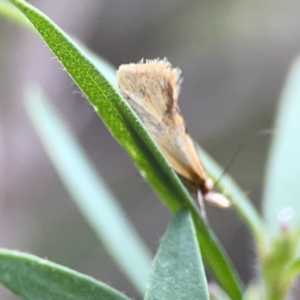 Thema (genus) at Reid, ACT - 23 Nov 2023 05:59 PM