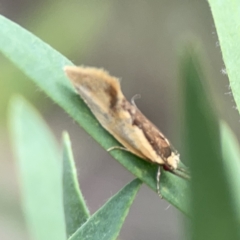 Thema (genus) at Reid, ACT - 23 Nov 2023 05:59 PM