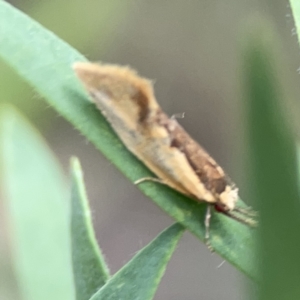 Thema (genus) at Reid, ACT - 23 Nov 2023 05:59 PM