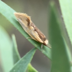 Thema (genus) at Reid, ACT - 23 Nov 2023 05:59 PM