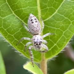 Opisthoncus grassator (Jumping spider) at Reid, ACT - 23 Nov 2023 by Hejor1