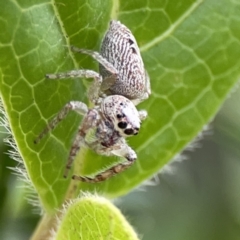 Opisthoncus grassator at Reid, ACT - 23 Nov 2023 06:01 PM